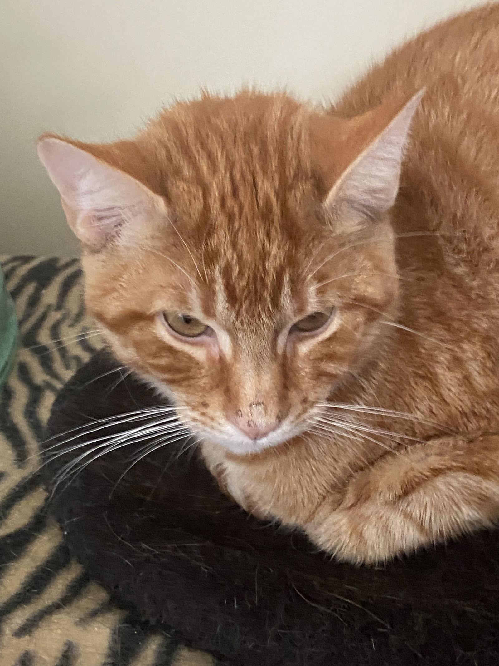 Enlarge Woody, a Adopted Domestic Short Hair in Markham, ON image 2/3