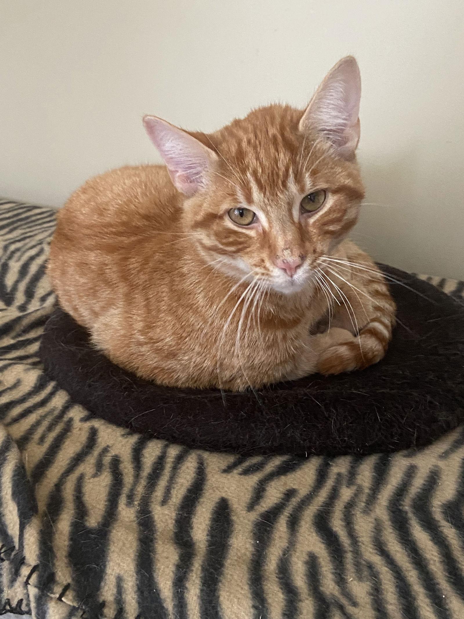Enlarge Woody, a Adopted Domestic Short Hair in Markham, ON image 3/3