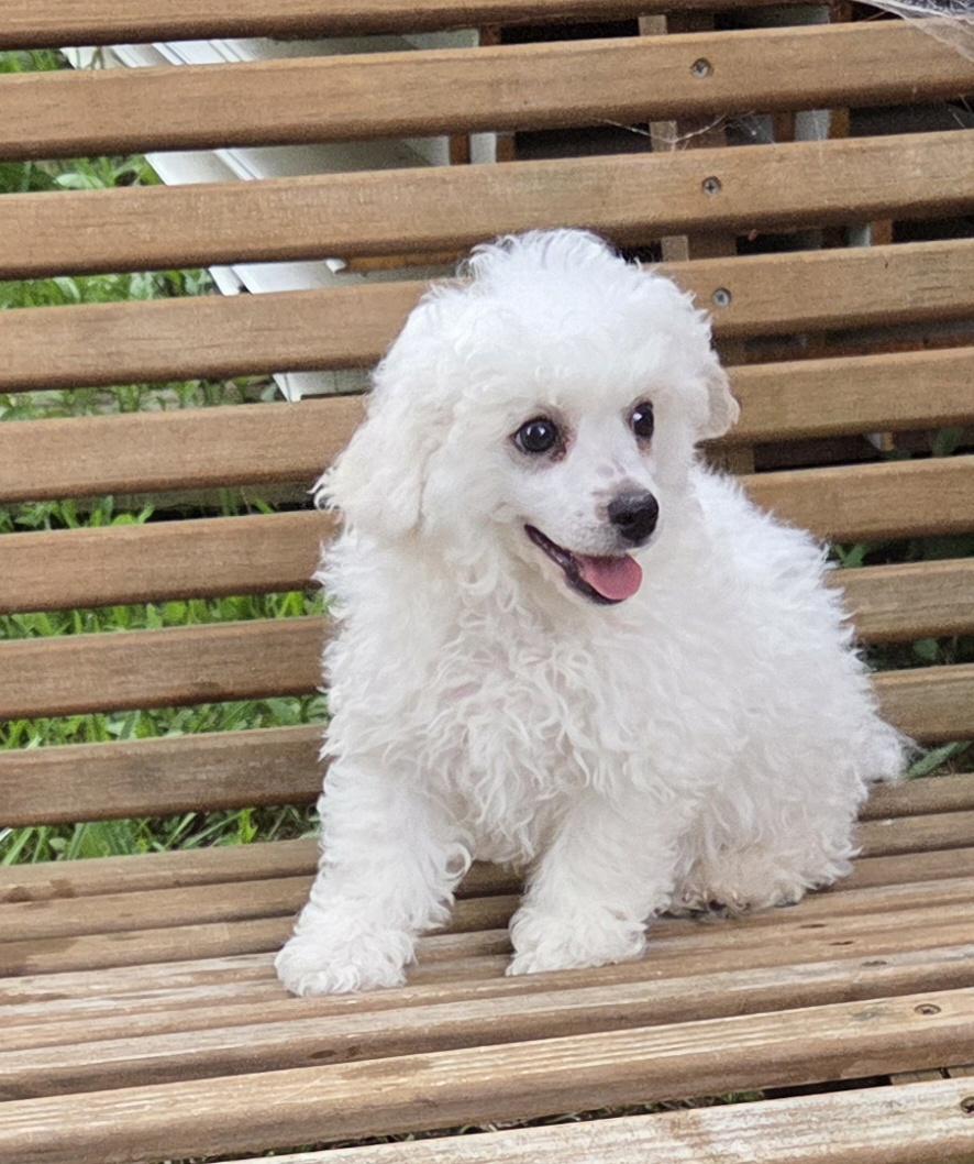 Enlarge BICHON (purebred), an adopted Bichon Frise in Woodsfield, OH image 2/3