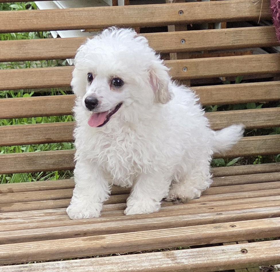 Enlarge BICHON (purebred), an adopted Bichon Frise in Woodsfield, OH image 3/3