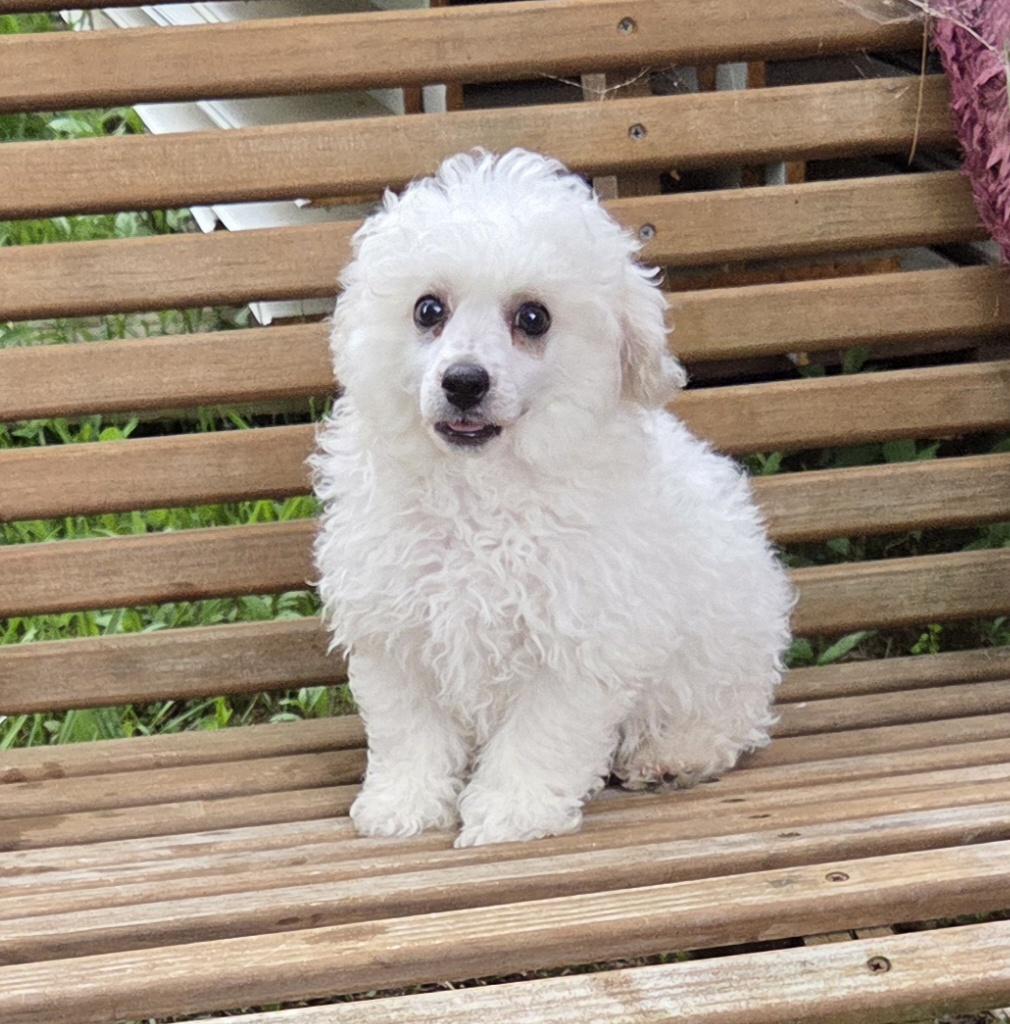 BICHON (purebred), adopted, Puppy Male Bichon Frise.