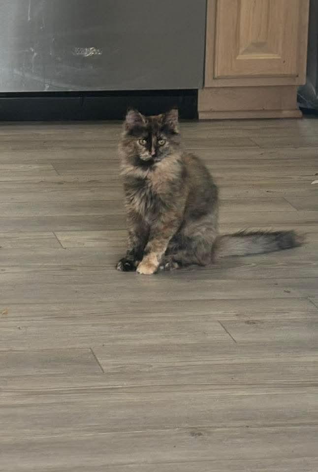 Chloe, Adoptable, Young Female Calico.