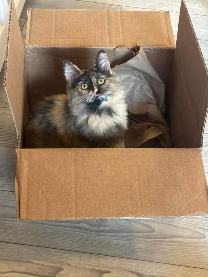 Chloe, a Adoptable Calico in East Peoria, IL image 2/3