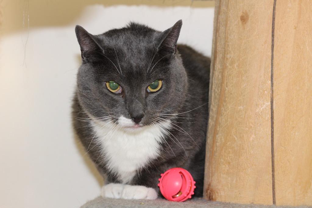 Charlie, Adopted, Adult Male Domestic Short Hair.