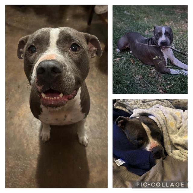 Enlarge OPHELIA, a Adoptable mixed breed in San Antonio, TX image 1/1