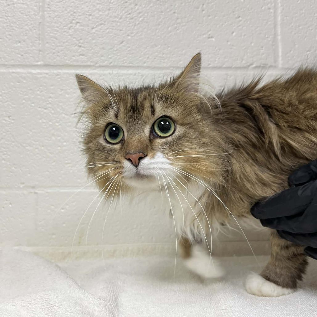 Martina, Adoptable, Adult Female Domestic Medium Hair.