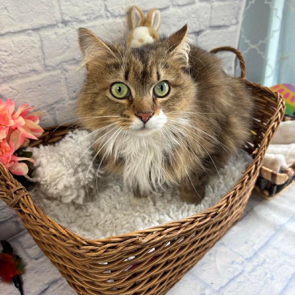 Enlarge Martina, a Adoptable Domestic Medium Hair in Harrisonburg, VA image 2/3