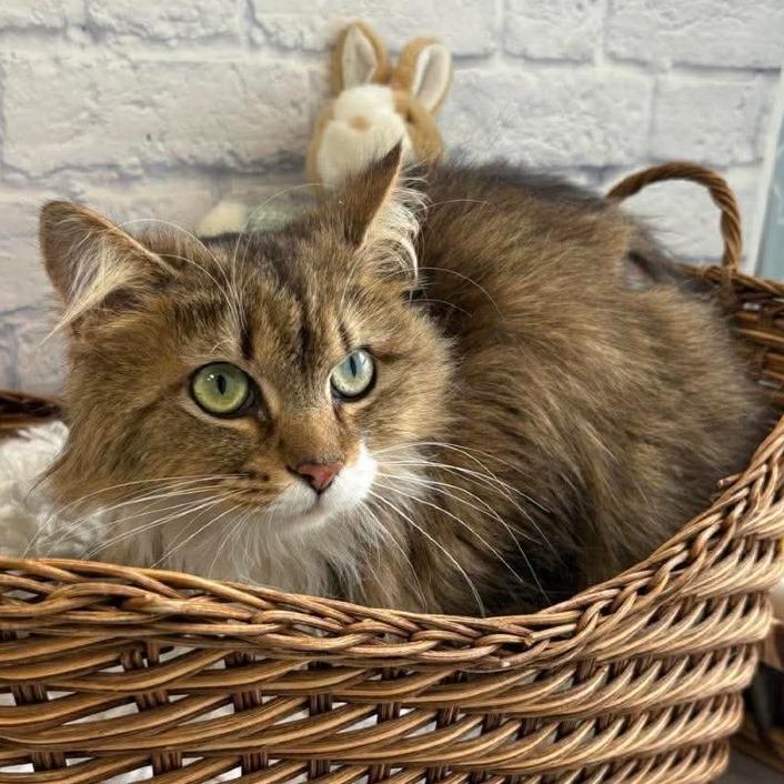 Enlarge Martina, a Adoptable Domestic Medium Hair in Harrisonburg, VA image 3/3