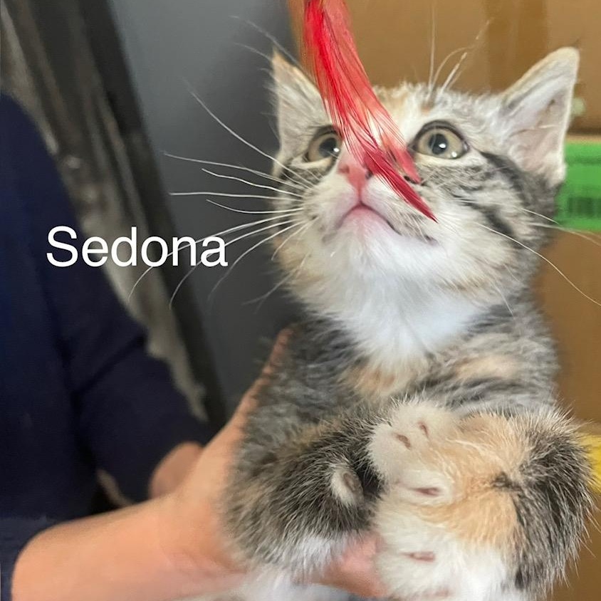 Enlarge Sedona, a ADOPTABLE Tabby in Santa Maria, CA image 2/5
