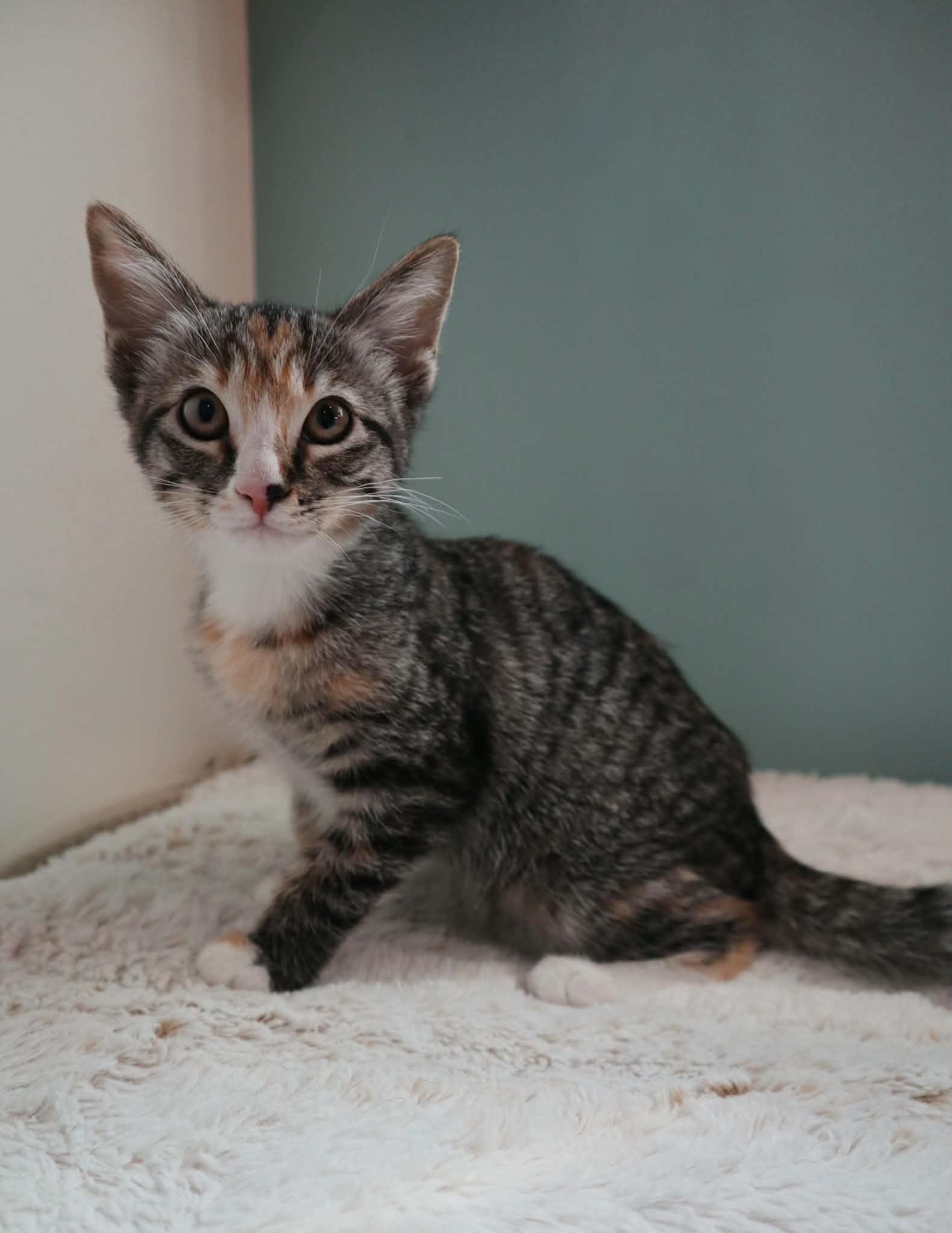 Sedona, ADOPTABLE, Kitten Female Tabby.