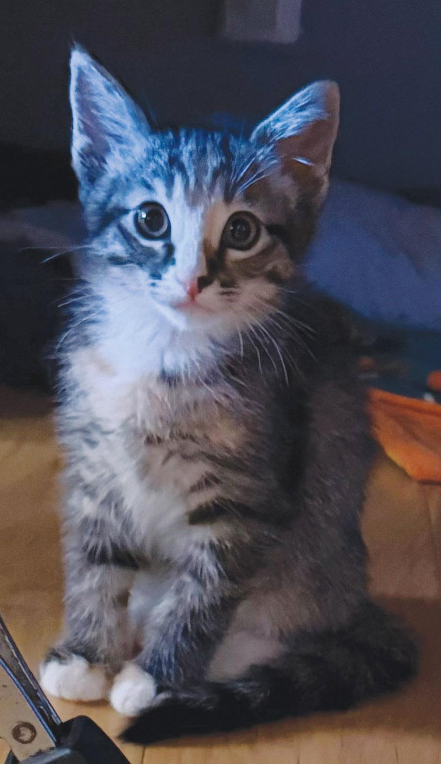 Enlarge Sedona, a ADOPTABLE Tabby in Santa Maria, CA image 4/5