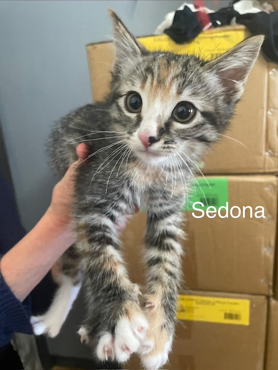 Enlarge Sedona, a ADOPTABLE Tabby in Santa Maria, CA image 5/5
