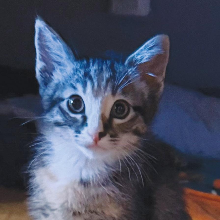 Enlarge Sedona, a ADOPTABLE Tabby in Santa Maria, CA image 3/5