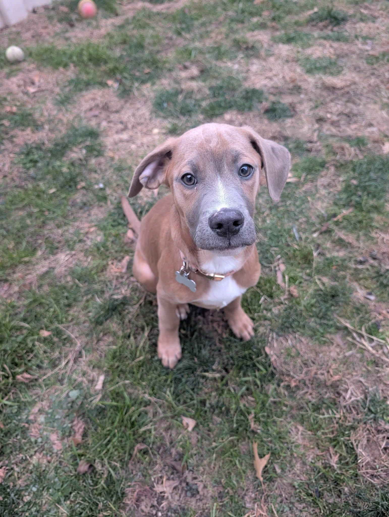 Enlarge Hudson, a Adopted mixed breed in Berlin, NJ image 1/1