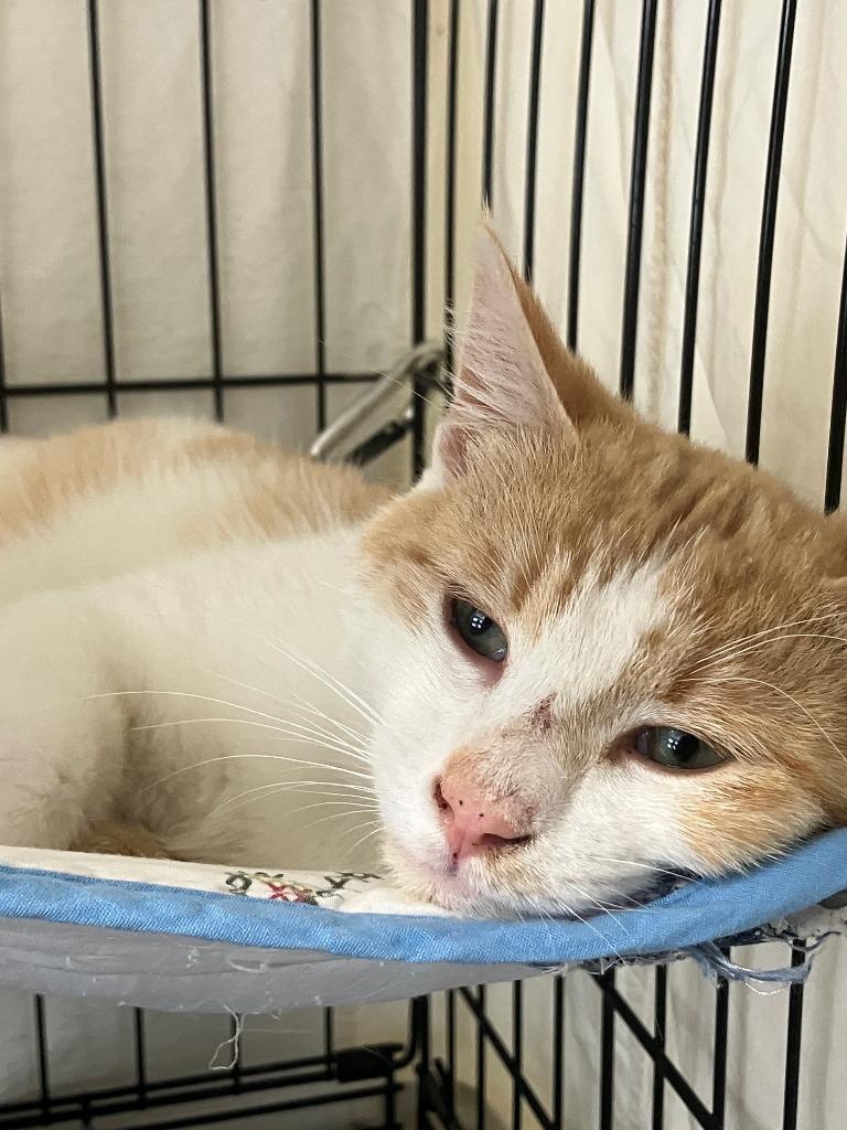 Rudy, Adoptable, Kitten Male Domestic Short Hair.