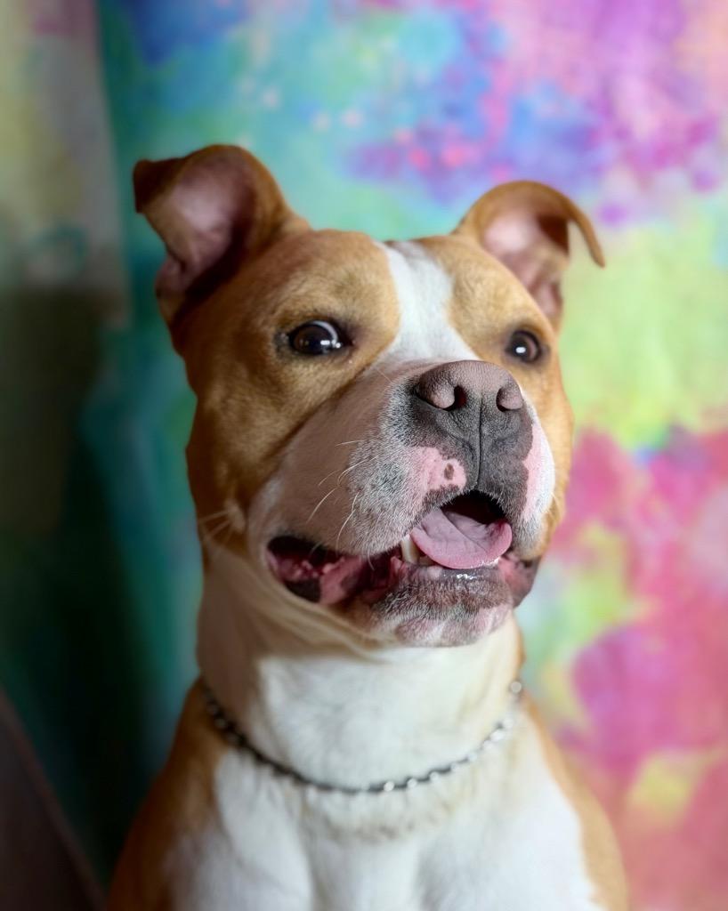 HAM, Adoptable, Young Male Terrier.