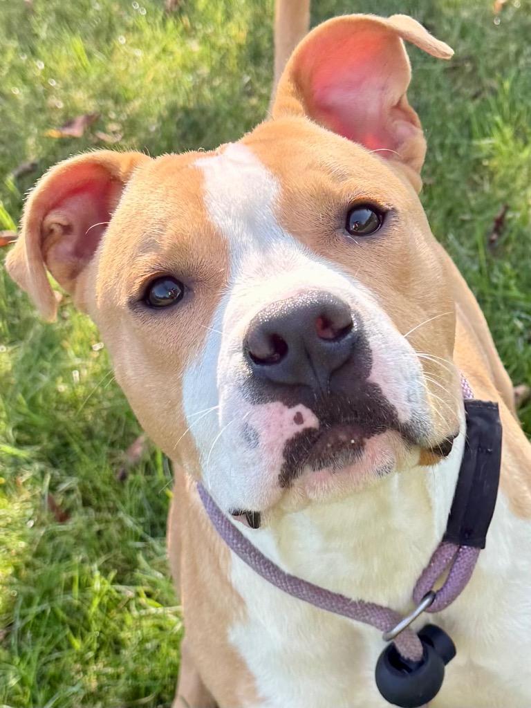 Enlarge HAM, a Adoptable Terrier in Wintersville, OH image 2/6