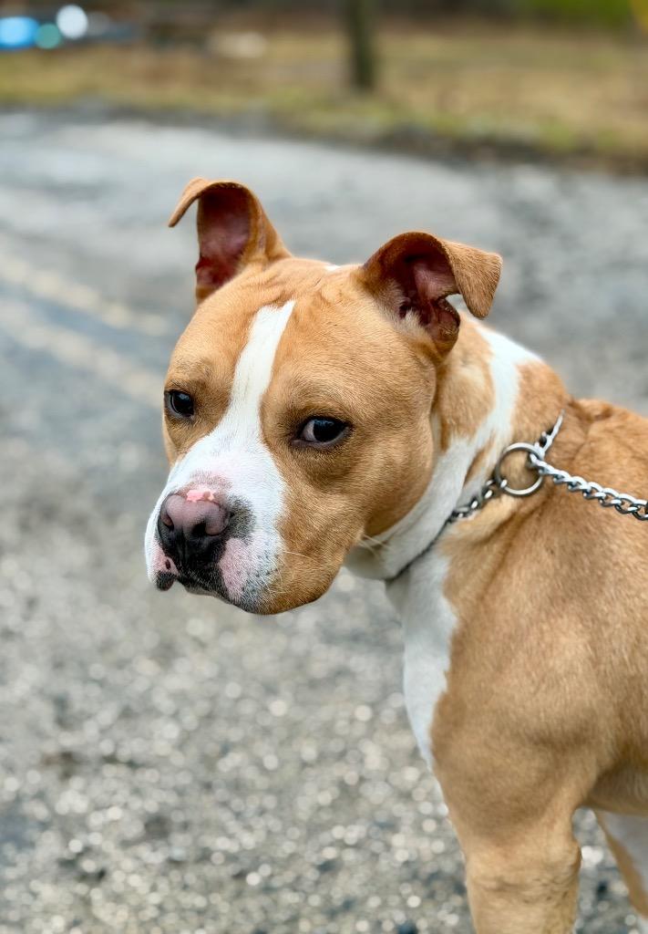 Enlarge HAM, a Adoptable Terrier in Wintersville, OH image 3/6