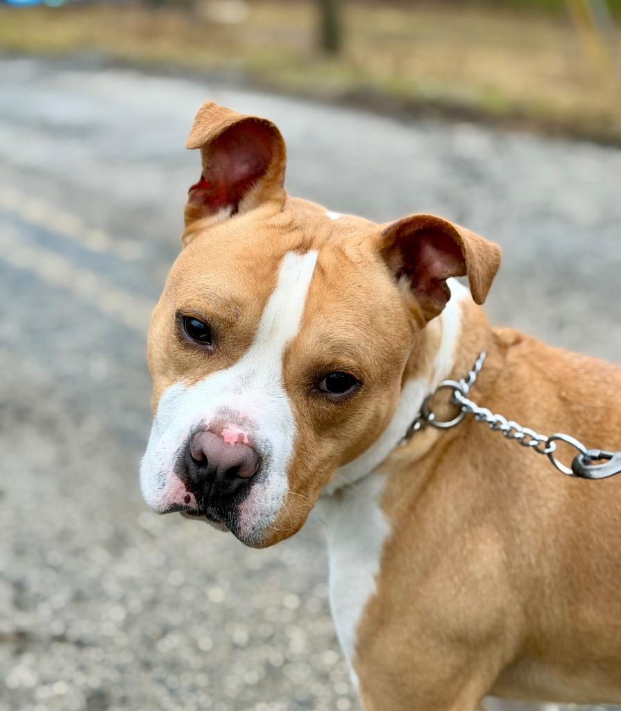 Enlarge HAM, a Adoptable Terrier in Wintersville, OH image 4/6