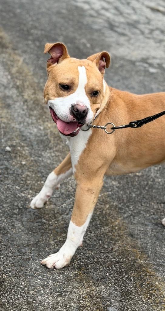 Enlarge HAM, a Adoptable Terrier in Wintersville, OH image 5/6