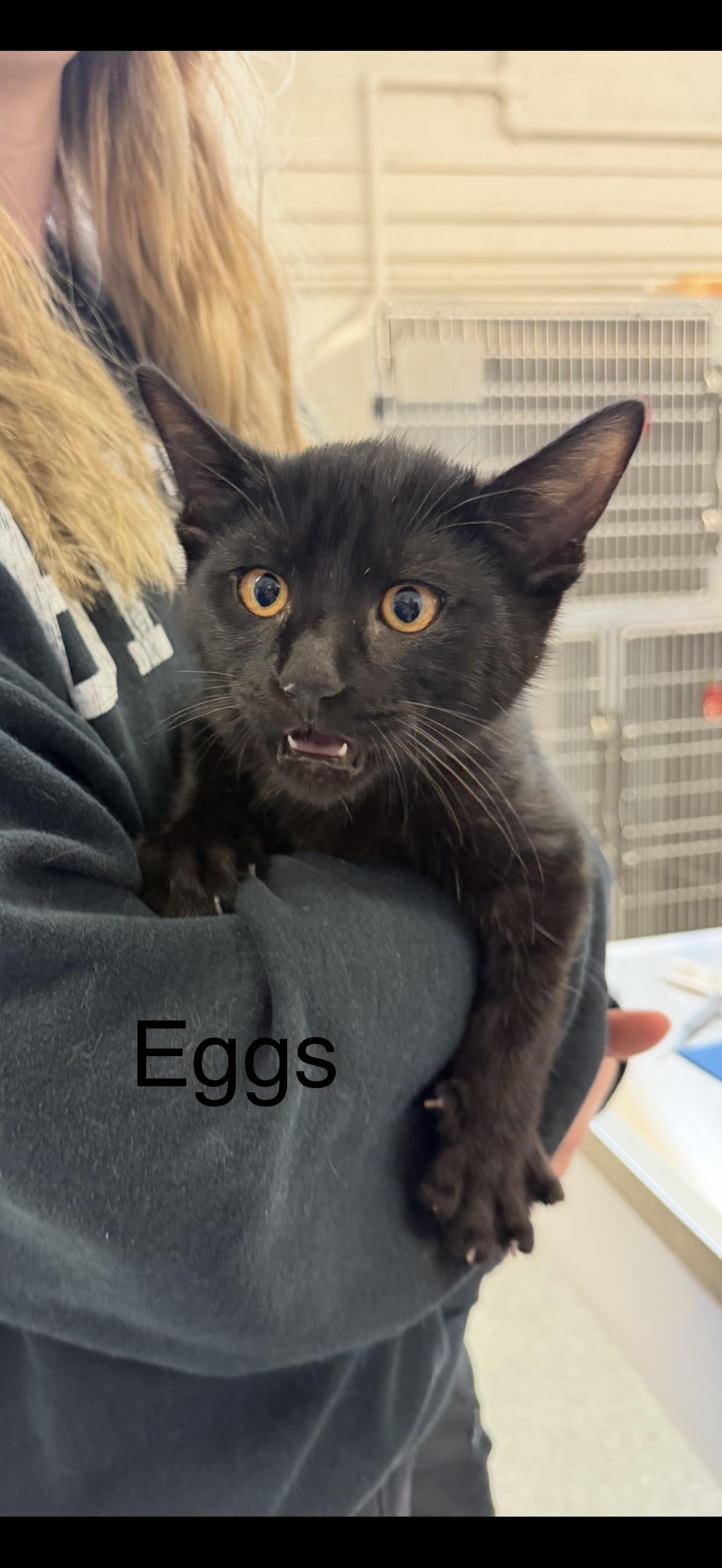 Eggs, Adopted, Young Male Domestic Short Hair.