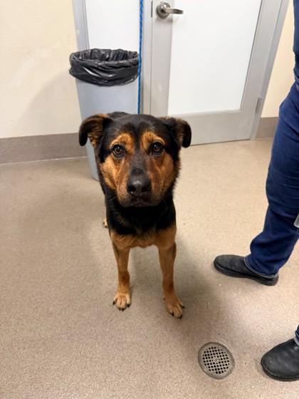 Enlarge Paris, a Adoptable mixed breed in Everett, WA image 1/3