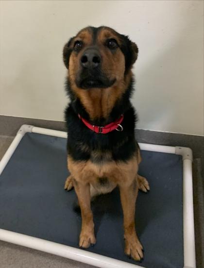 Enlarge Paris, a Adoptable mixed breed in Everett, WA image 2/3