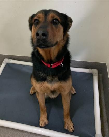 Enlarge Paris, a Adoptable mixed breed in Everett, WA image 3/3