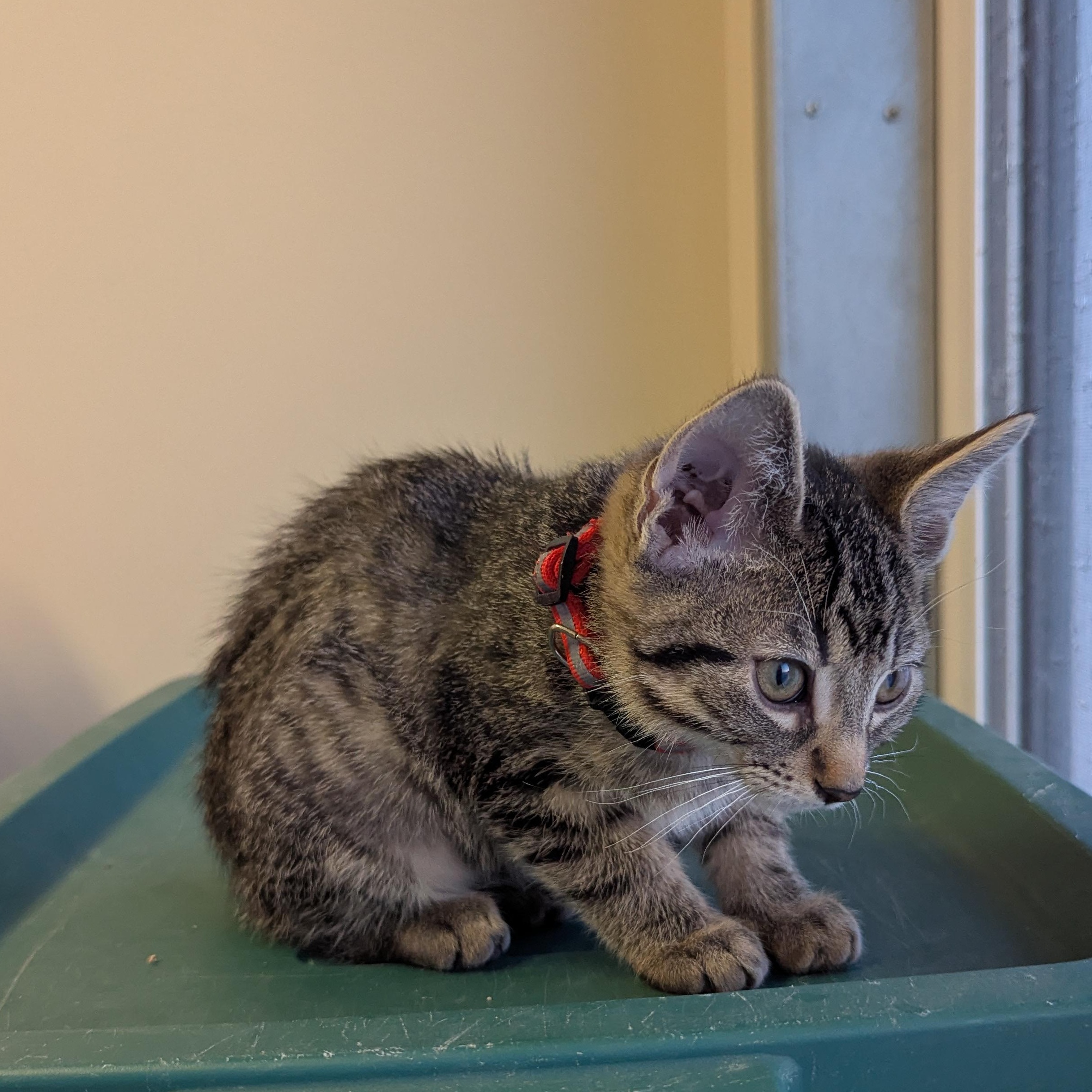 Enlarge Will Byers, a ADOPTABLE Domestic Short Hair in Morden, MB image 4/5