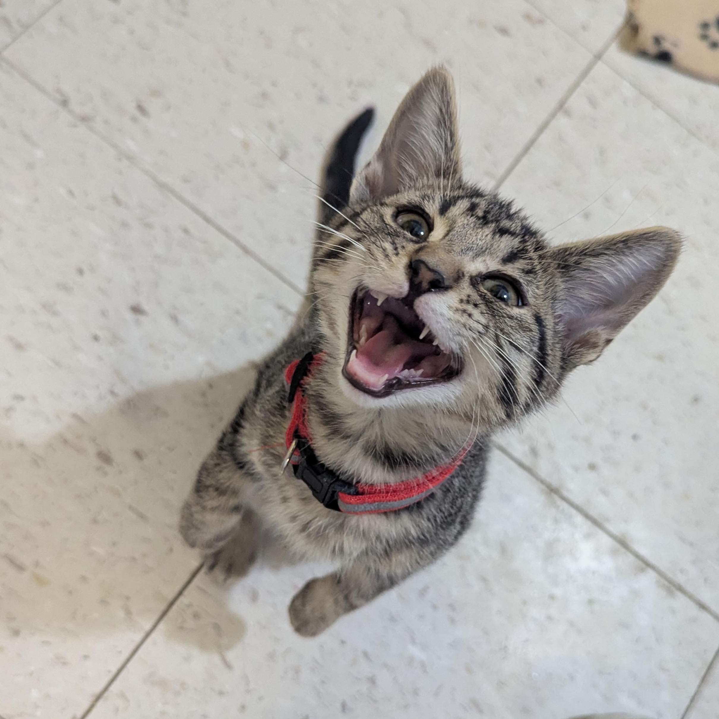 Enlarge Will Byers, a ADOPTABLE Domestic Short Hair in Morden, MB image 5/5