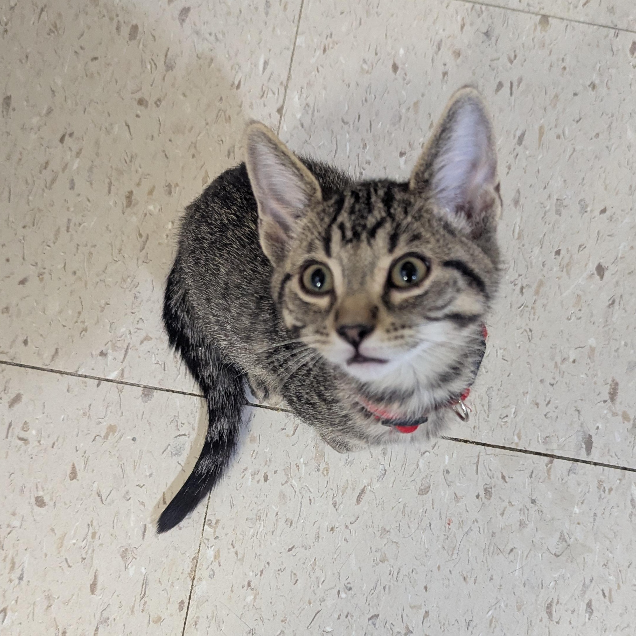 Enlarge Will Byers, a ADOPTABLE Domestic Short Hair in Morden, MB image 1/5