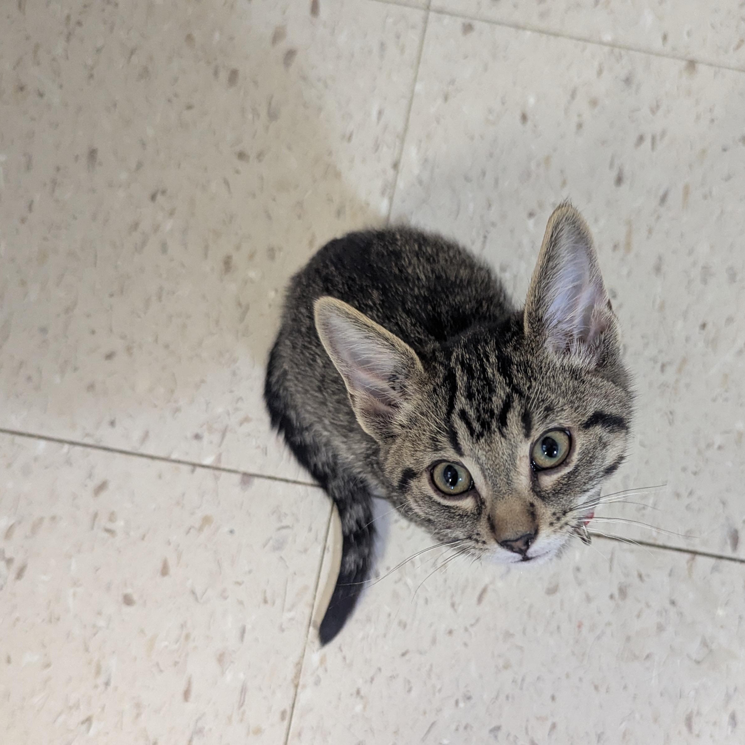 Enlarge Will Byers, a ADOPTABLE Domestic Short Hair in Morden, MB image 2/5