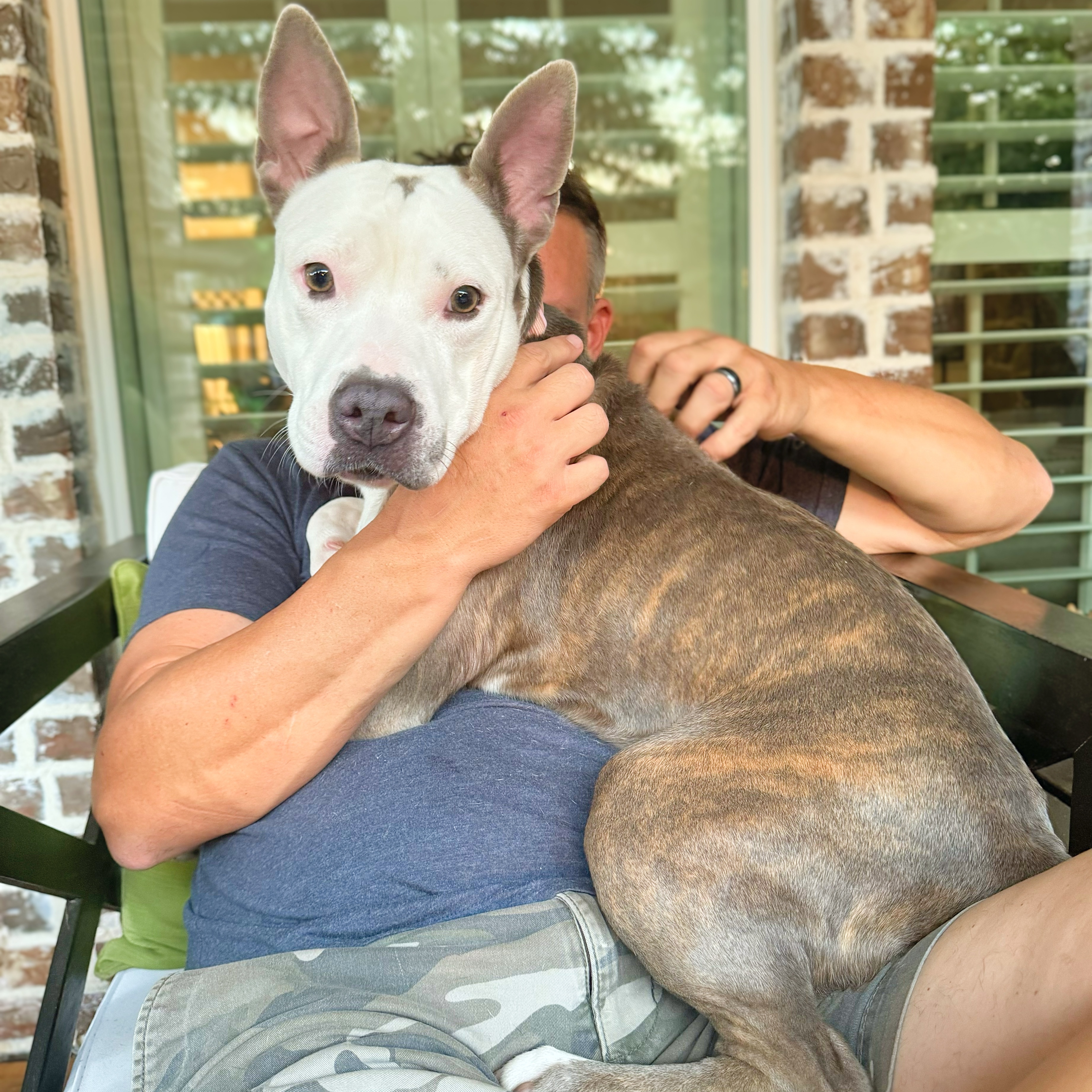 Enlarge Espy, a Adoptable mixed breed in Haslet, TX image 1/4