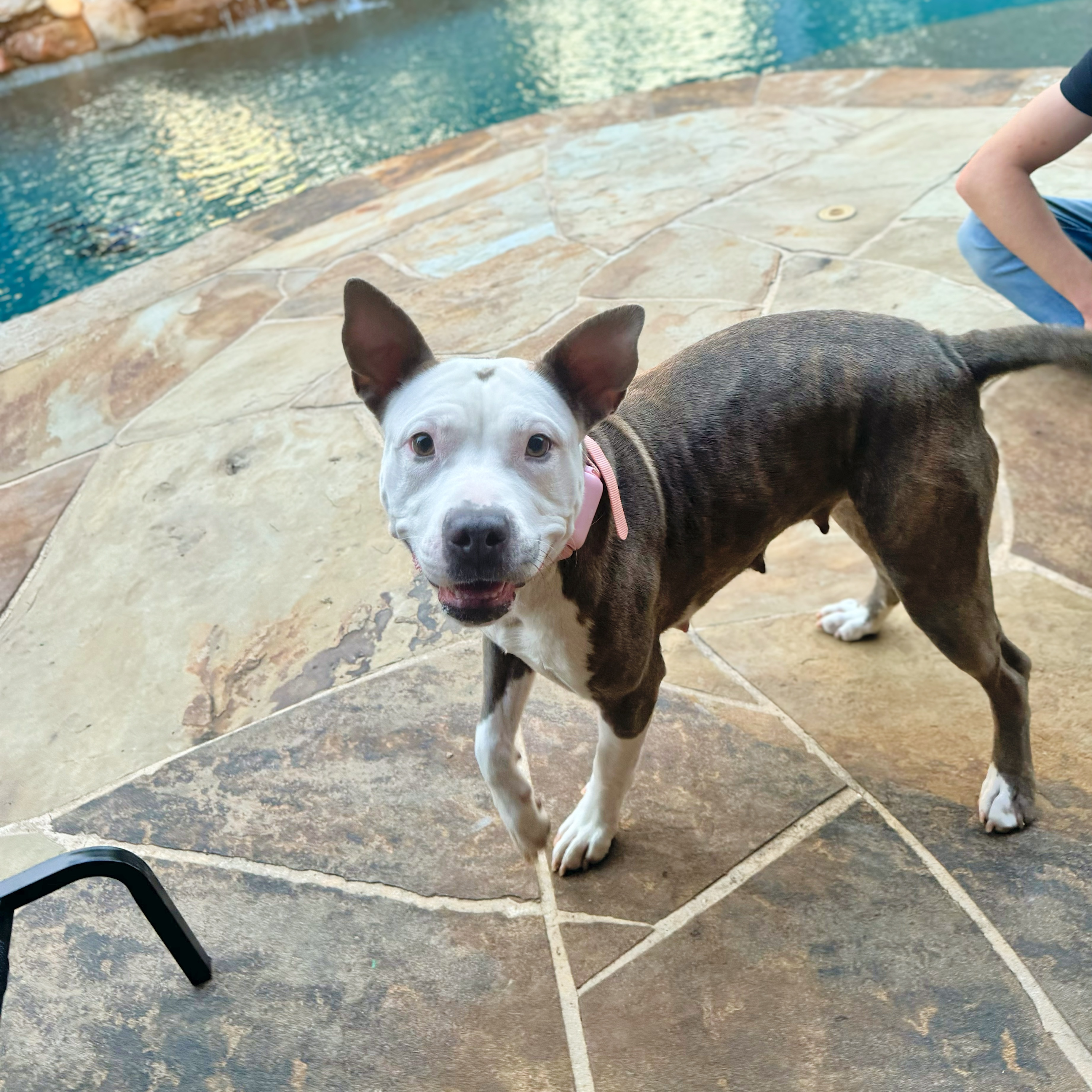 Enlarge Espy, a Adoptable mixed breed in Haslet, TX image 2/4