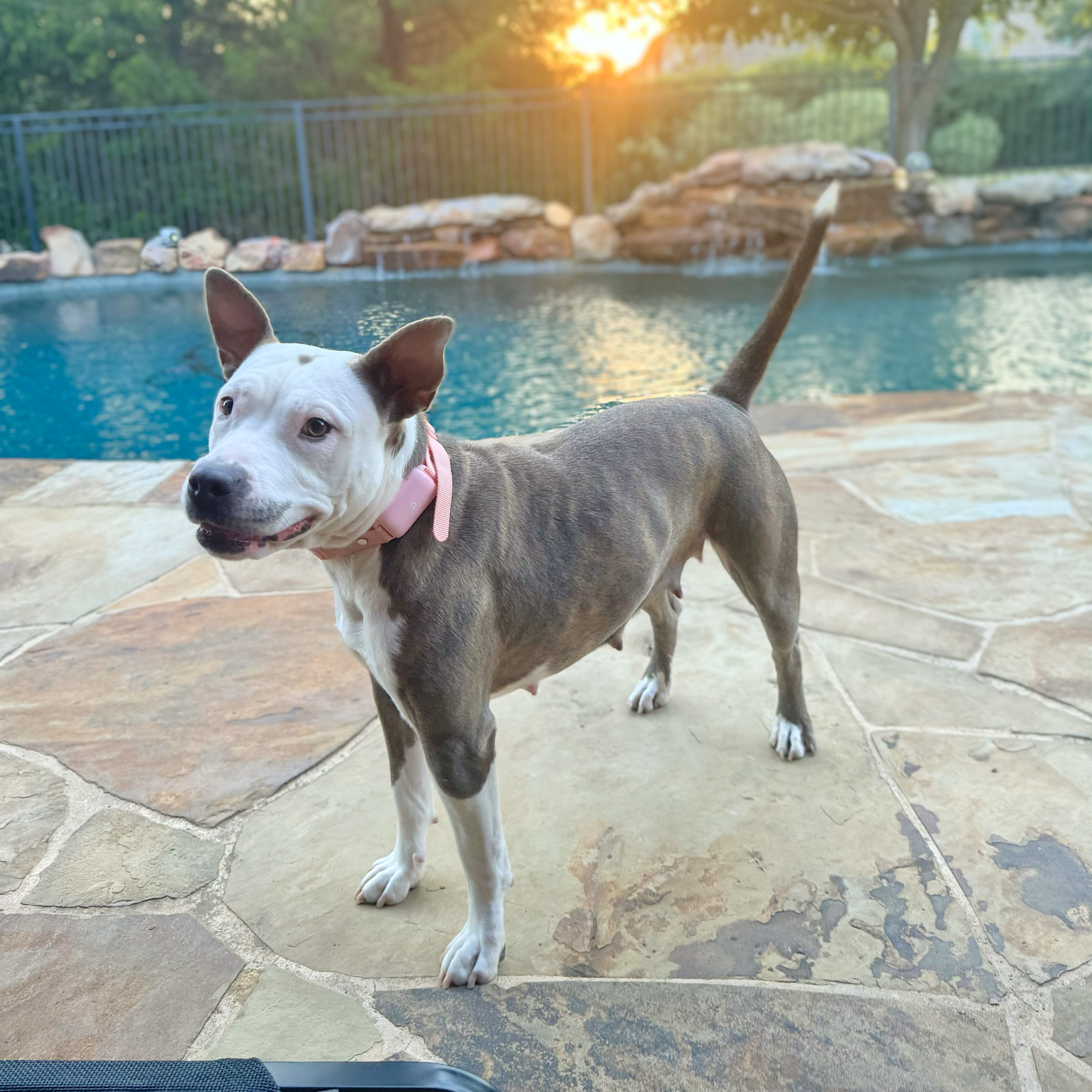 Enlarge Espy, a Adoptable mixed breed in Haslet, TX image 3/4