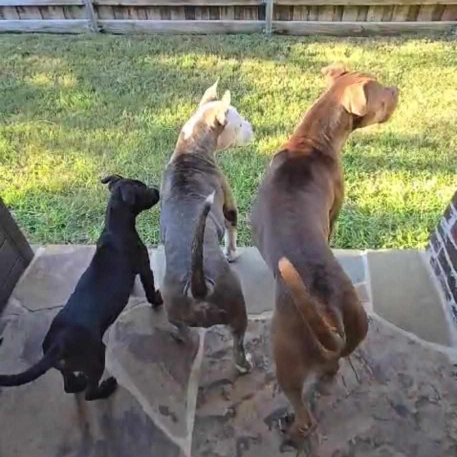 Enlarge Espy, a Adoptable mixed breed in Haslet, TX image 4/4