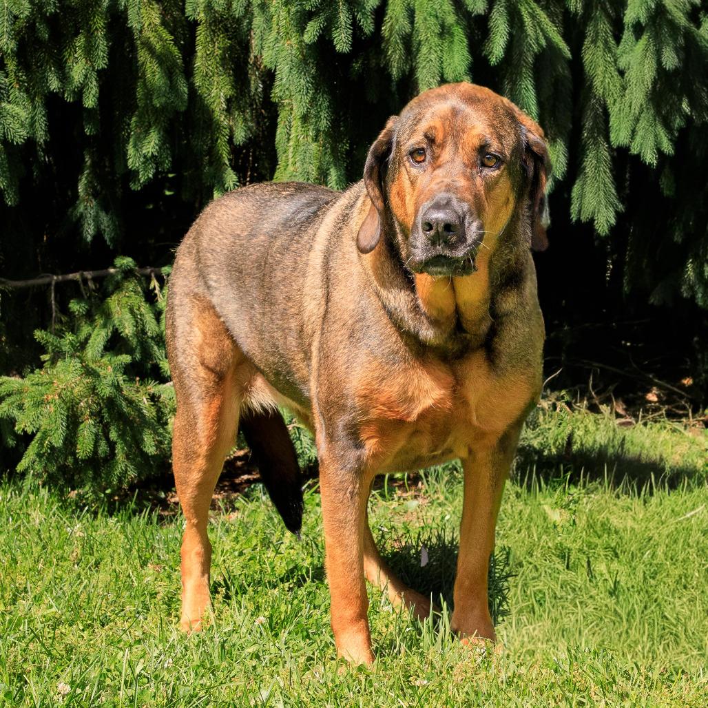 Enlarge Daisy, a Adoptable mixed breed in Versailles, KY image 1/4