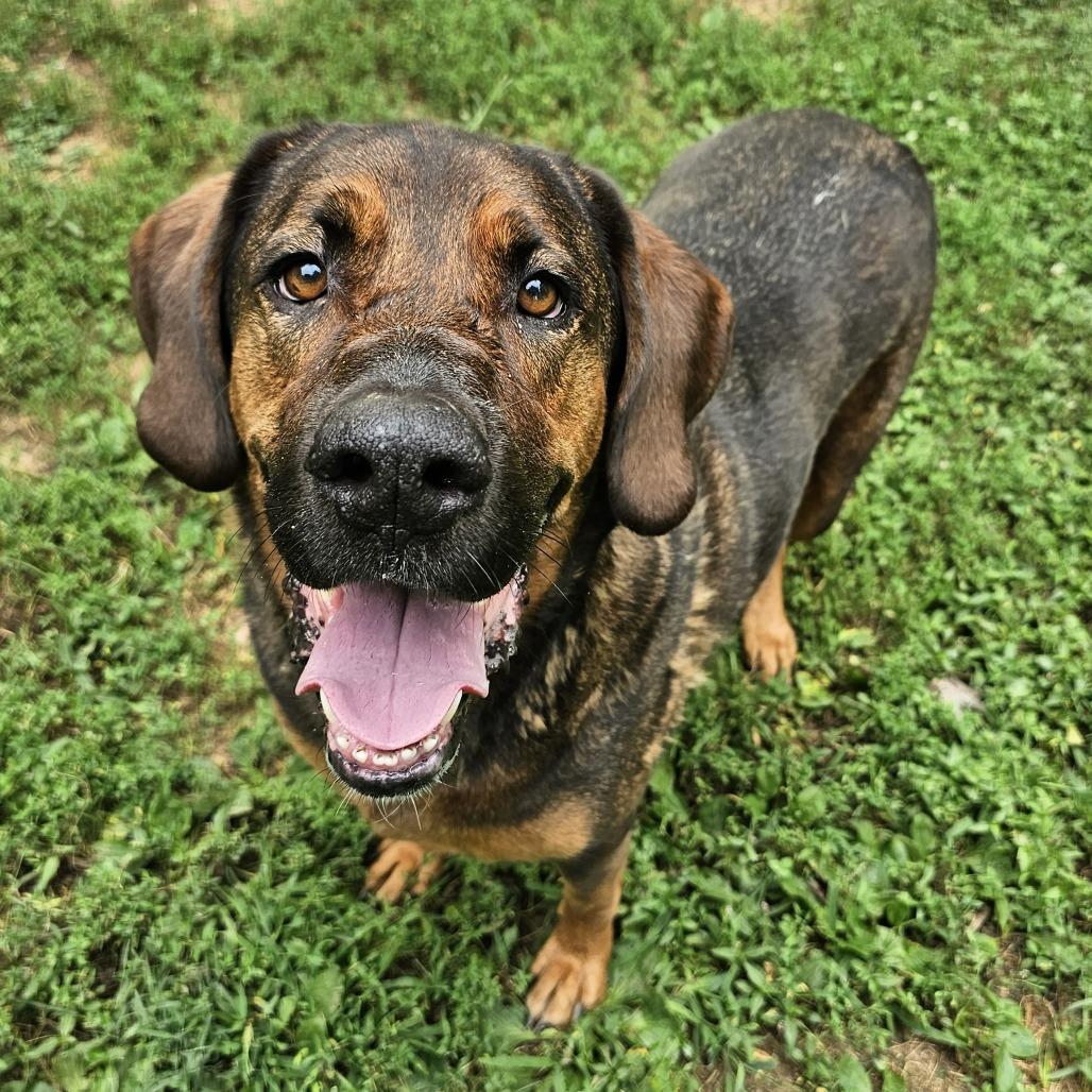 Enlarge Daisy, a Adoptable mixed breed in Versailles, KY image 2/4