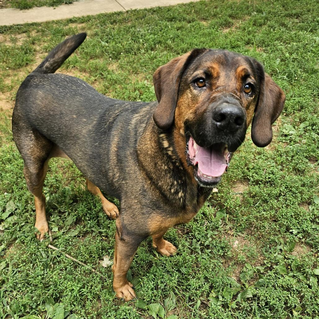 Enlarge Daisy, a Adoptable mixed breed in Versailles, KY image 3/4