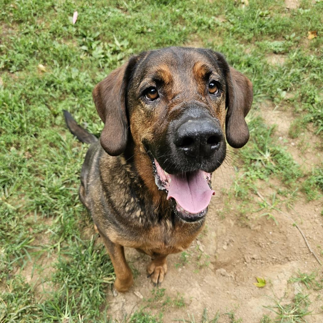 Enlarge Daisy, a Adoptable mixed breed in Versailles, KY image 4/4