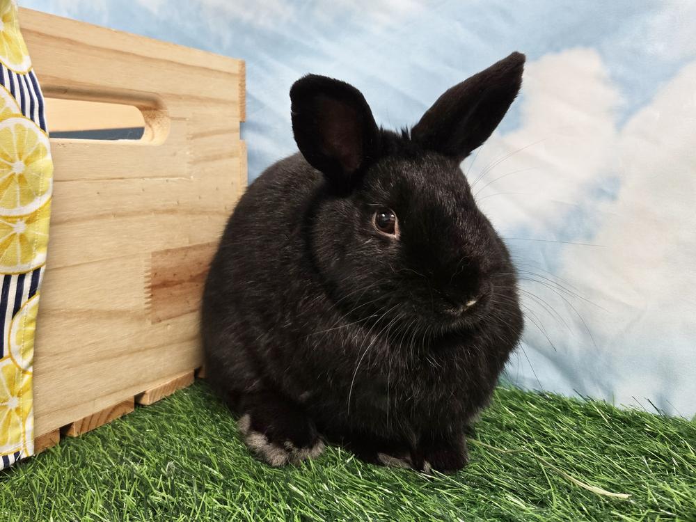 Crumb Bun, Adoptable, Young Male Dwarf.