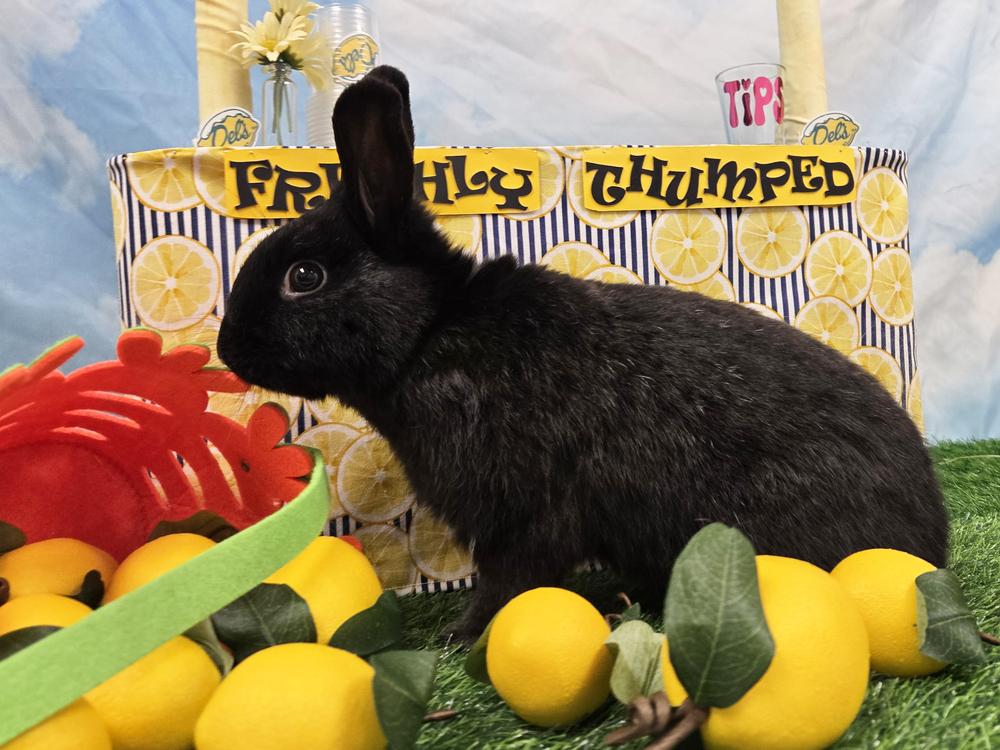 Crumb Bun, a Adoptable mixed breed in Westford, MA image 2/6