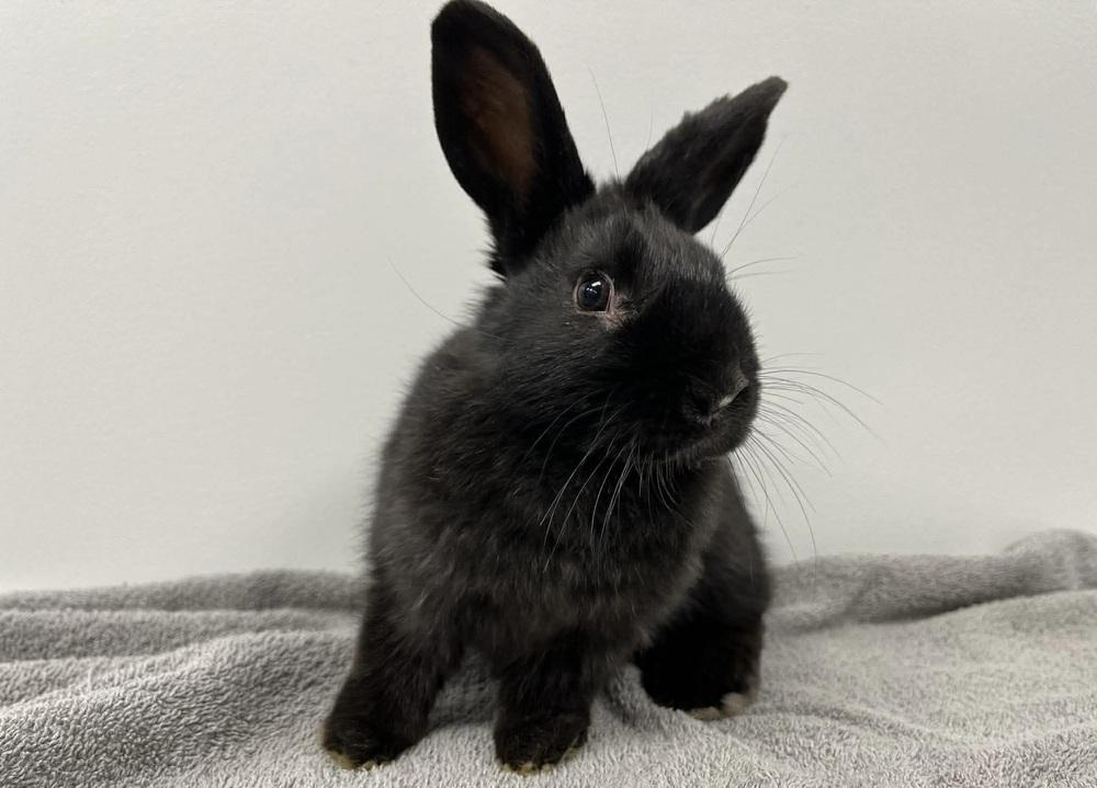 Crumb Bun, a Adoptable mixed breed in Westford, MA image 3/6