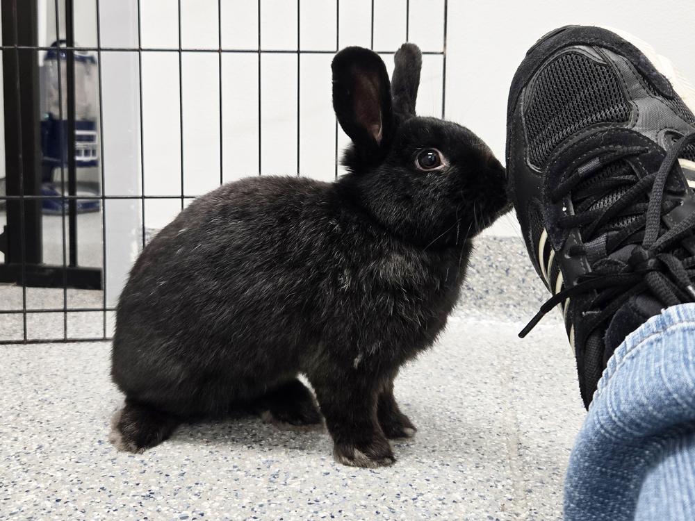 Crumb Bun, a Adoptable mixed breed in Westford, MA image 4/6