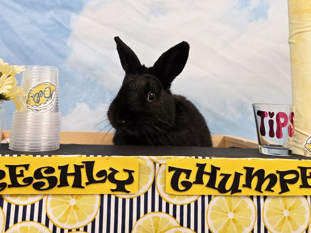 Crumb Bun, a Adoptable mixed breed in Westford, MA image 5/6