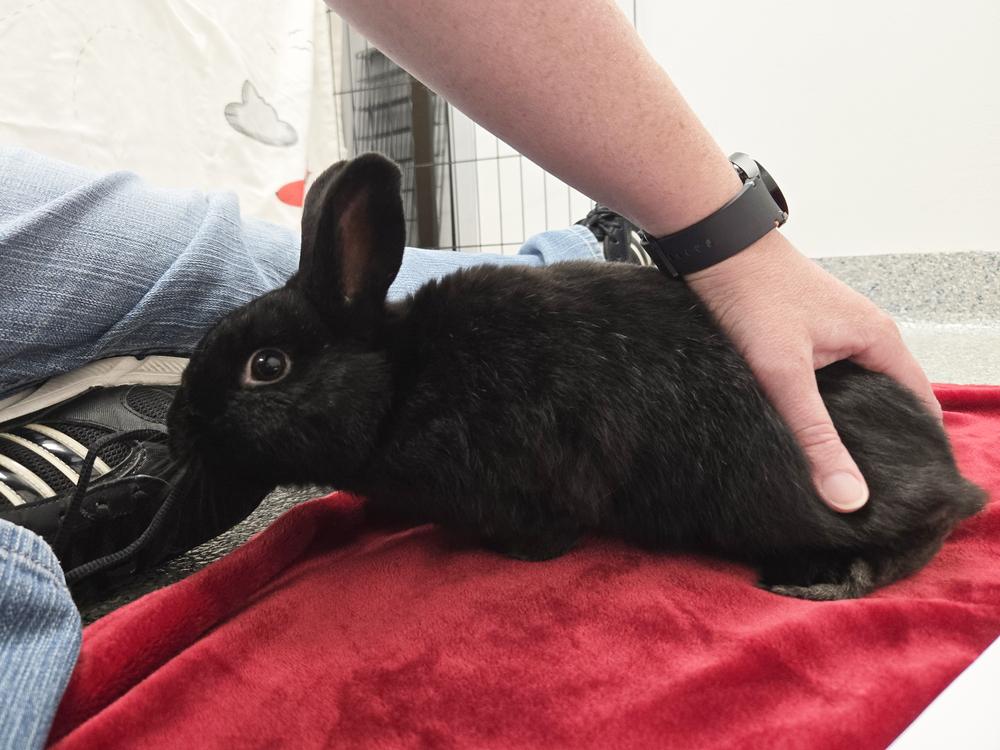 Crumb Bun, a Adoptable mixed breed in Westford, MA image 6/6