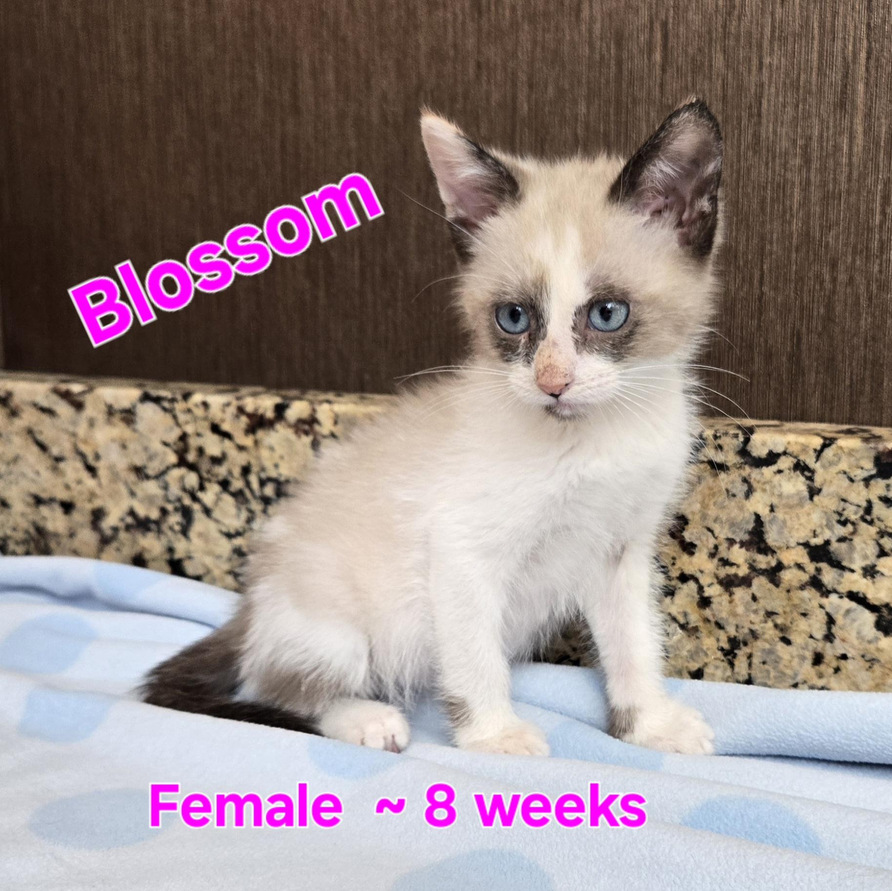 Blossom