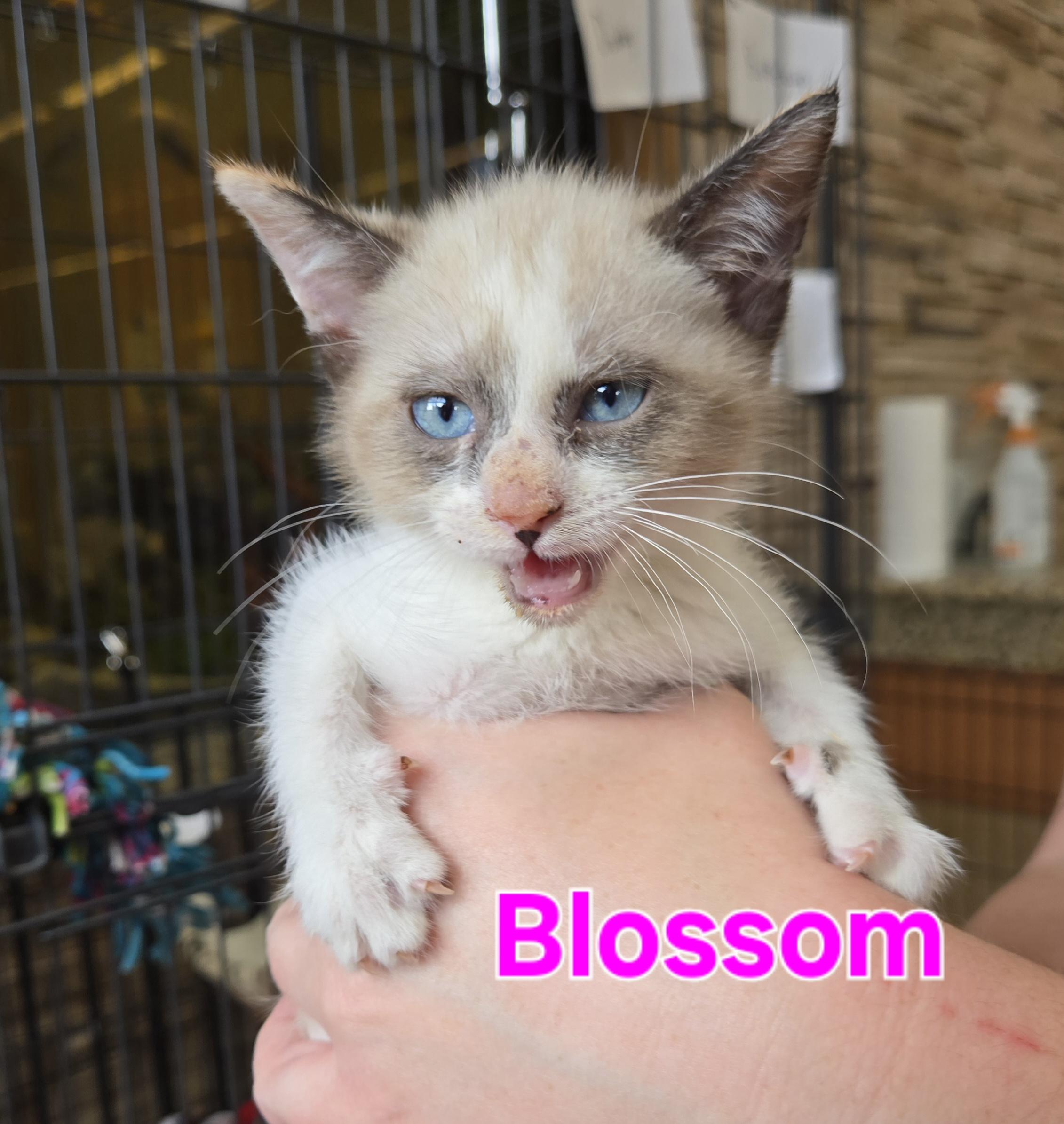 Blossom