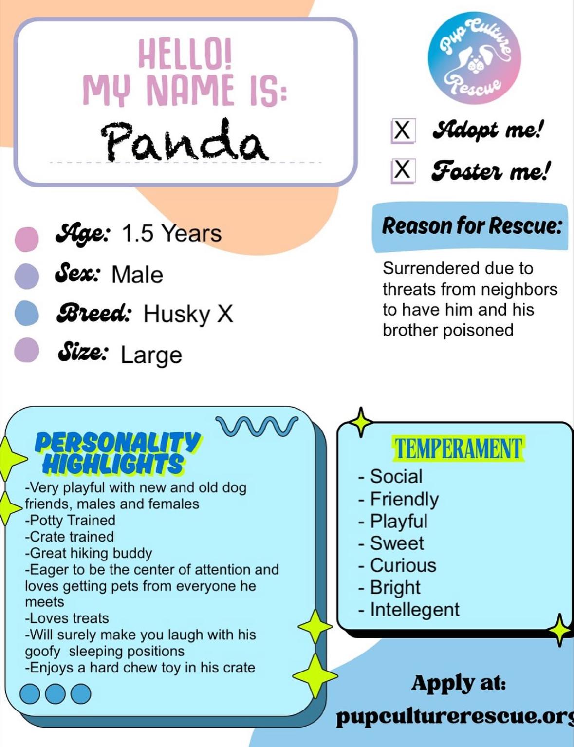 Enlarge Panda, a Adoptable Husky in Pasadena, CA image 2/6