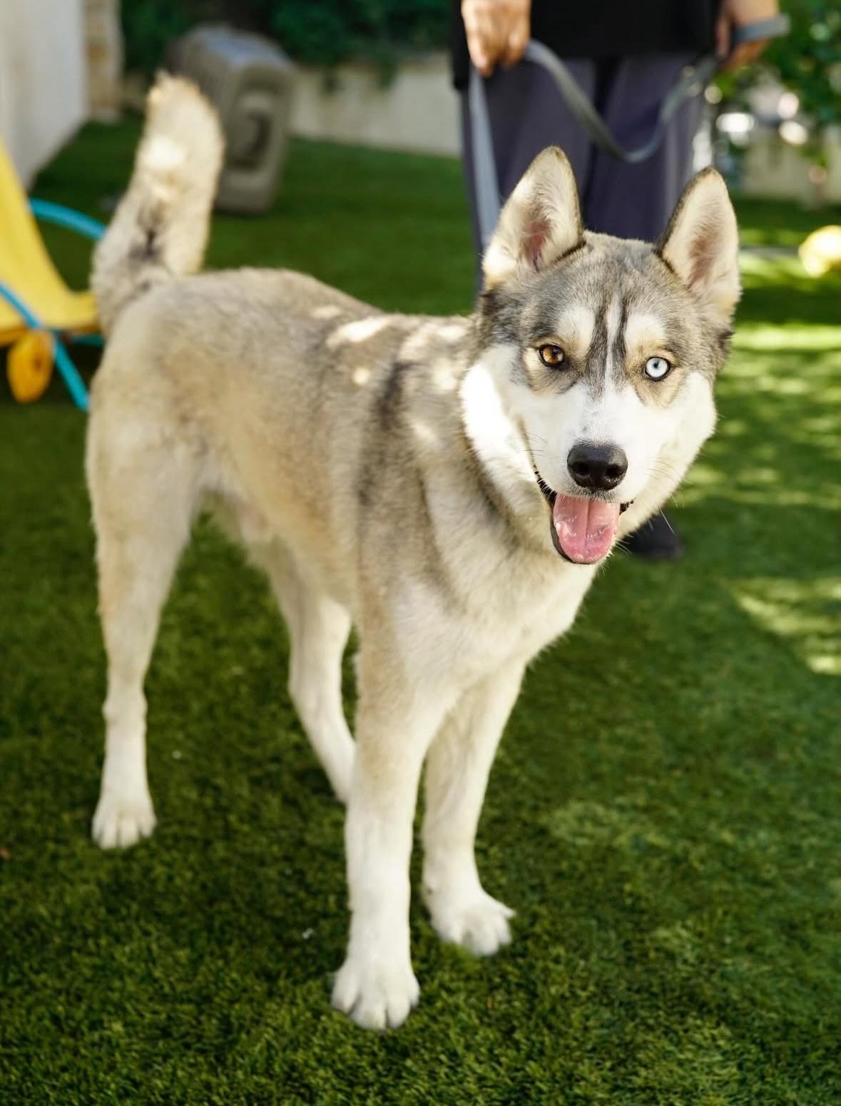 Enlarge Panda, a Adoptable Husky in Pasadena, CA image 6/6